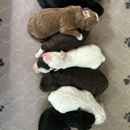 Sheepadoodle puppies from Summer Blossom Doodles