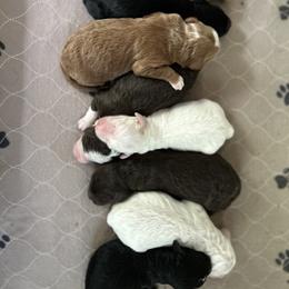 Sheepadoodle puppies from Summer Blossom Doodles