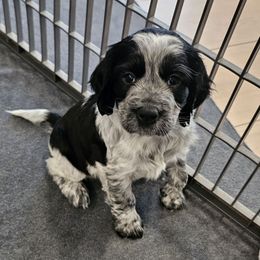 Blue Roan - Black and white female English Springer Spaniel puppy in Anderson, South Carolina from Hembree Creek Springers