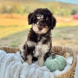 Aspen - Chocolate merle female Bernedoodle puppy in Austin, Texas from Doodles of Central Texas