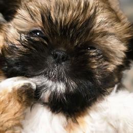 Gold boy black mask - Tricolor male Shih Tzu puppy in Modesto, California from Debbie's Darling Shih Tzus