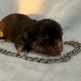 Winchester - Chocolate and white male Chihuahua puppy in Seneca, Missouri from Stephanie’s Puppy Colony