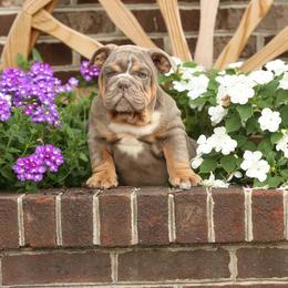 Yellow collar boy puppy 6000 - Blue tri-color male Bulldog puppy in Lewisberry, Pennsylvania from Salted Rim Corgis