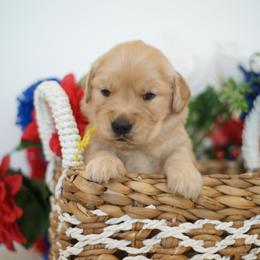 Girl 4 - Golden female Golden Retriever puppy in Las Vegas, Nevada from Geaux Dog