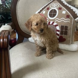 Lili - Apricot female Goldendoodle puppy in Mint Hill, North Carolina from DoodleForever
