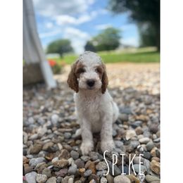 Spike - Parti male Goldendoodle puppy in Smithfield, Kentucky from KBK9 Kennels