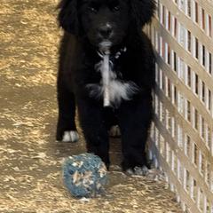 Black White Female - female Golden Mountain Dog puppy in Tacoma, Washington from Canyon Meadows Farm
