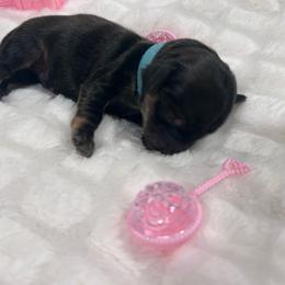 Little boy blue - Black and cream male Dachshund puppy in Proctor, Montana from Blue Star Dachshunds
