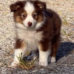 Tinker - Red tri female Toy Australian Shepherd puppy in Prague, Oklahoma from Clay Creek Aussies