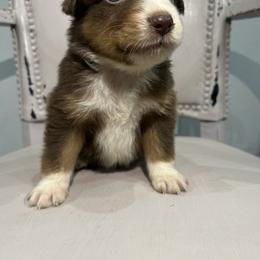Toy Australian Shepherd Puppies from Shaw Nuff’s Kennels II