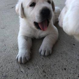Labrador Retriever Puppies from BOI Gulf Coast Labradors
