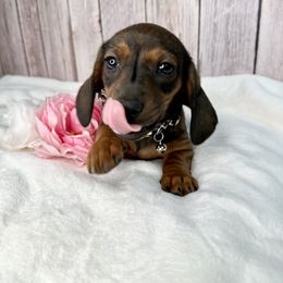 Dachshund Puppies from Harrison Farm