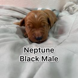 Neptune - Golden male Golden Retriever puppy in Salt Lake City, Utah from Soaring golden retrievers