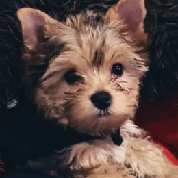 Yorkshire Terriers from LaBella Yorkies and Co.