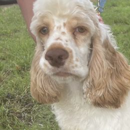 Snowdrop - Cocker Spaniel puppy in Oklahoma from Southern Cottage Pups