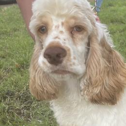 Snowdrop - Cocker Spaniel puppy in Oklahoma from Southern Cottage Pups