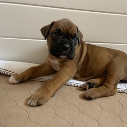 Boxer Puppies from Red Rock Boxers