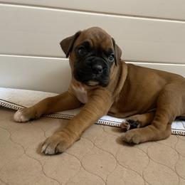 Boxer Puppies from Red Rock Boxers
