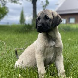 Anatolian Shepherd Dog Puppies from Wild Rooster Family Farm – AKC Anatolian Shepherd Breeder, OFA Health Tested