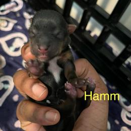 Hamm - Black and tan male Yorkshire Terrier puppy in Gastonia, North Carolina from Precious pups dynasty kennel