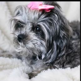 Selina - Shihpoo