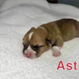 Pembroke Welsh Corgi Puppies from Corgi Lover Crew