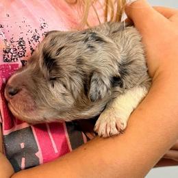 Merle Girl 2 - Blue female Pyredoodle puppy in Prescott, Washington from Washington Pyredoodles