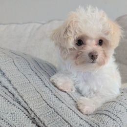 Mo - White male Yorkipoo puppy in Idaho from Little Rascal Ranch