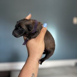 Immoral- purple - Fawn sable female Belgian Malinois puppy in North Carolina from Furia Ignis Belgian Malinois