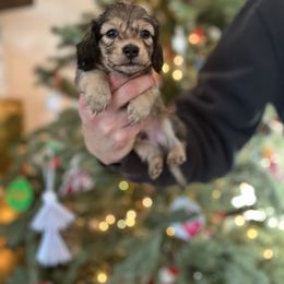 Boy 1 - Cream male Dachshund puppy in Benton City, Washington from DOXA Miniature Dachshunds