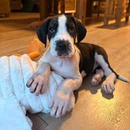 Puppy 1 - Mantle male Great Dane puppy in Ocala, Florida from Oak Haven Great Danes