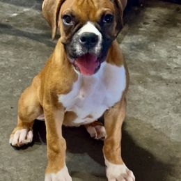 Boxer Puppies from Venician Boxers