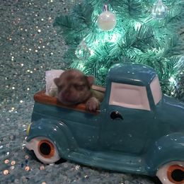 Orange sable - Orange male Pomeranian puppy in Taylor, Texas from Regal Poms