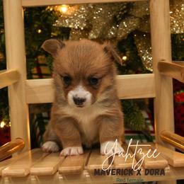 Yahtzee - Red female Pembroke Welsh Corgi puppy in Walsh, Colorado from Wilson Ranch Corgis
