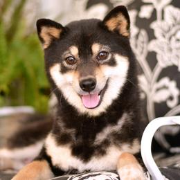 Tofu - Shiba Inu