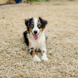Roxy Rose - Toy Australian Shepherd