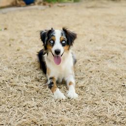 Roxy Rose - Toy Australian Shepherd