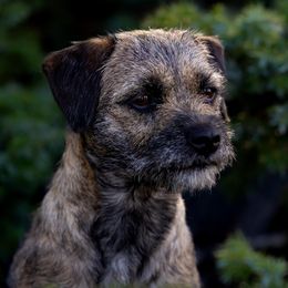 Gertie - Border Terrier