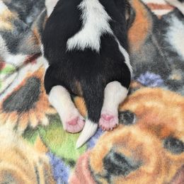 Basset Hound Puppies from The Clumsy Kentucky Bassets