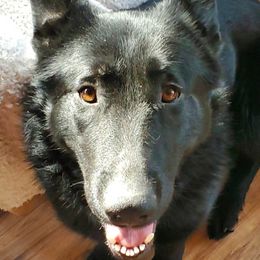 German Shepherds from Swede Mountain Shepherds