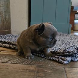 Male 2 - Blue male French Bulldog puppy in North Branch, Minnesota from Halverson Bulldogges
