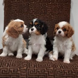 Cavalier King Charles Spaniel Puppies from Brookstone Farm