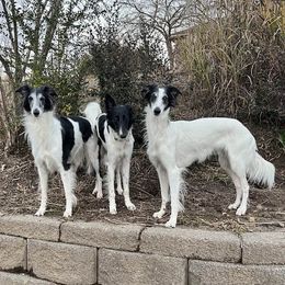 Silken Windhounds from Lisa's Silken Windhounds