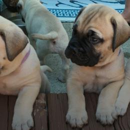 Bullmastiff Puppies from Bobeck Bullmastiffs