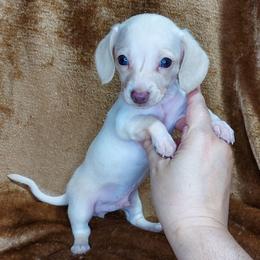 BUDDY - Chocolate and cream male Dachshund puppy in Swink, Oklahoma from Palali Farm