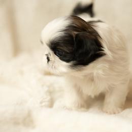 Shih Tzu Puppies from Good Lil Shih Tzu