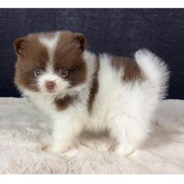 Chocolate parti female - Chocolate parti female Pomeranian puppy in Antioch, California from Ray of Poms