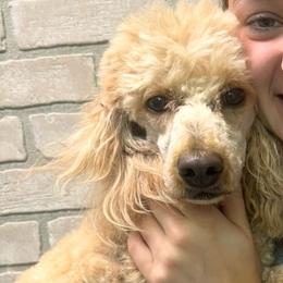 Honey - Poodle
