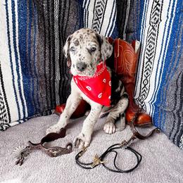 Dain - Merle male Great Dane puppy in Climax, Michigan from Beaver Creek Danes