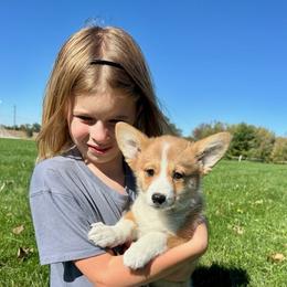 Finnegan - Red male Pembroke Welsh Corgi puppy in Urbana, Ohio from Edgewood Farm and Kennel
